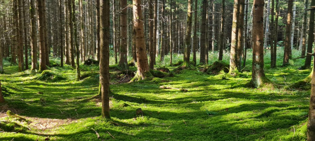 Christine Graf – Sagenhafter Jahreskreis: Mystische Geschichten und Sagen im Wald erzählt.
Bayerischer Wald, Tittling, Passau, Niederbayern